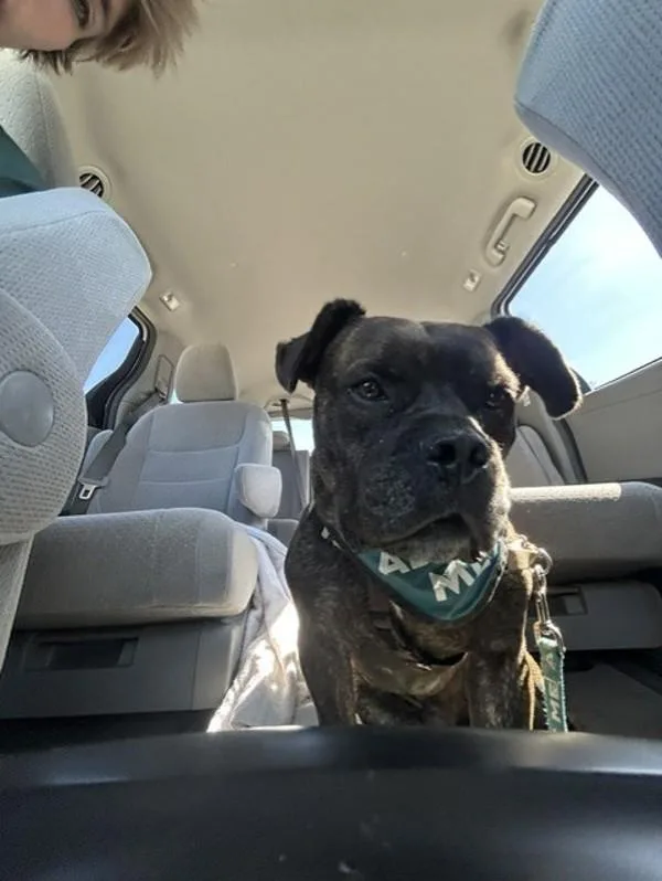An adult large-sized male American Bulldog dog named Oso for adoption in San Diego, CA