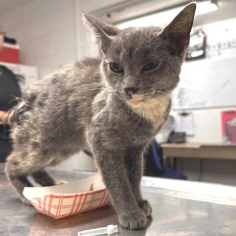 A baby small-sized female Gray / Blue / Silver Domestic Short Hair cat named Kennedy for adoption in Edinburg, TX