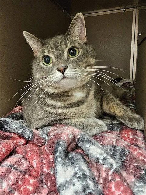 A senior large-sized female Gray / Blue / Silver Domestic Short Hair cat named Cleo for adoption in Clyde, NC
