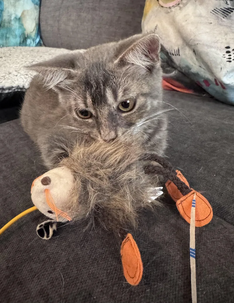 A baby medium-sized female Domestic Short Hair cat named Jasmine for adoption in Tallahassee, FL