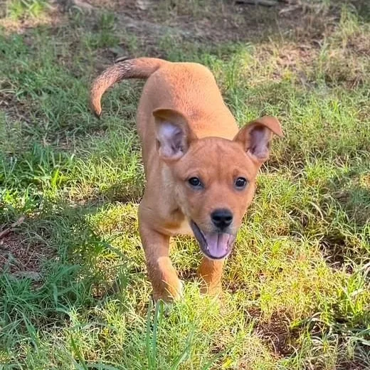 A baby small-sized female Red / Chestnut / Orange Rat Terrier dog named Jace for adoption in Williston, VT