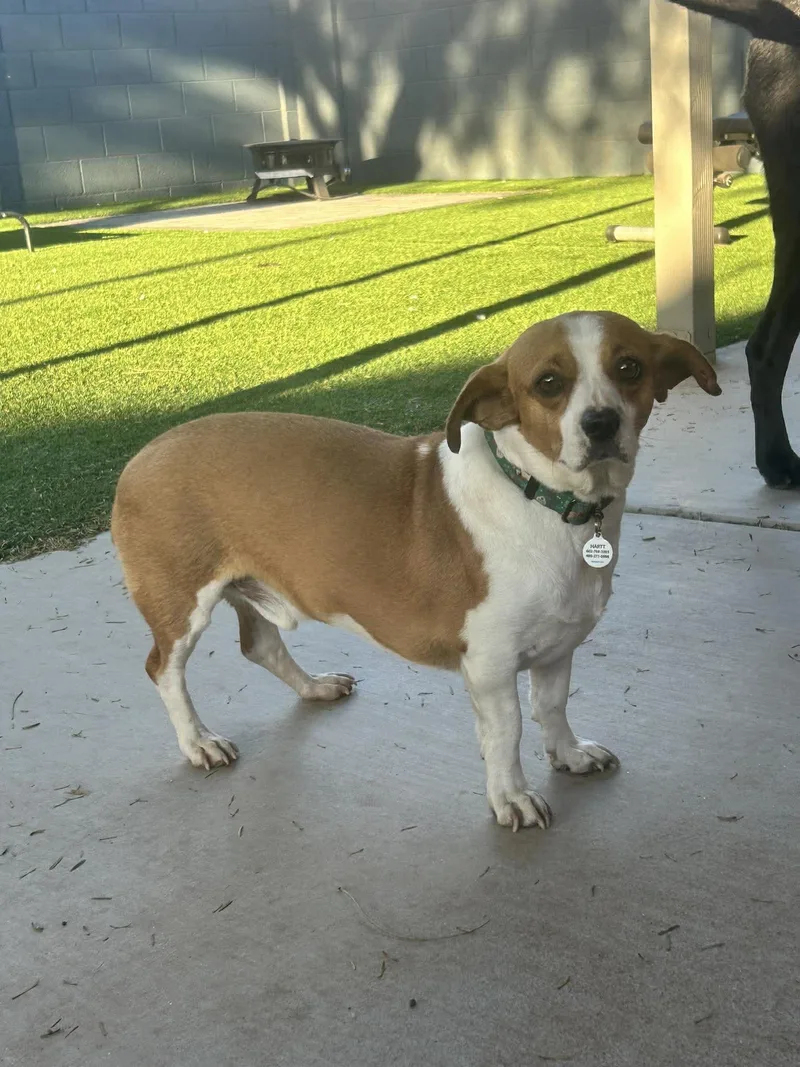 Peanut Butter thumbnail 2