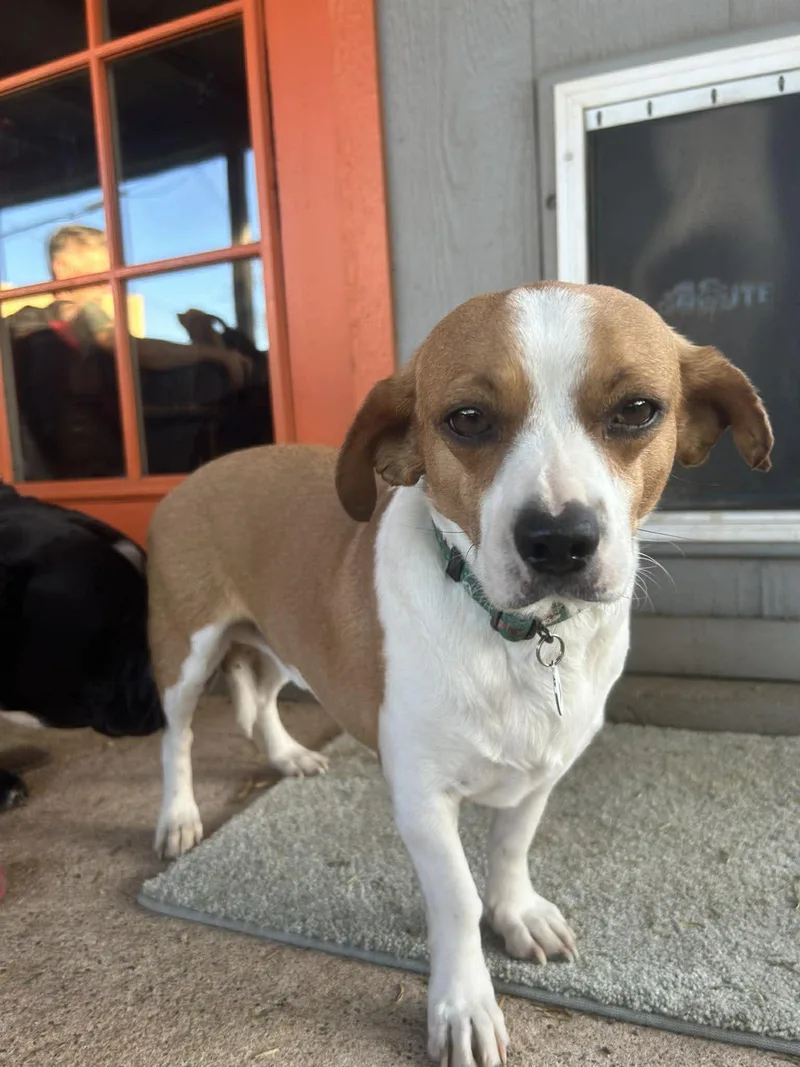 Peanut Butter thumbnail 3