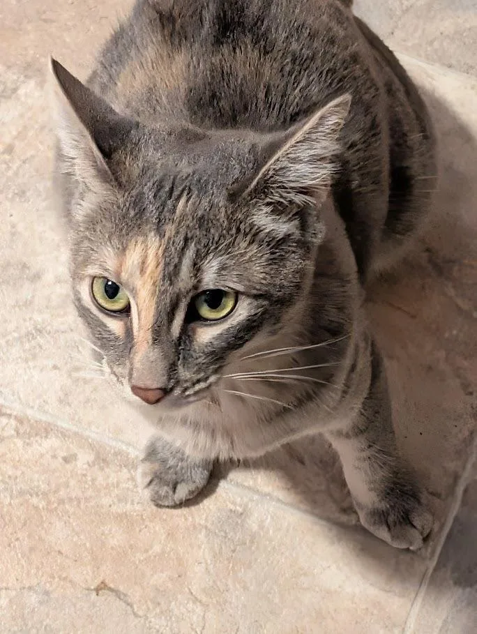 A baby medium-sized female Domestic Short Hair cat named Eden for adoption in Mission, TX