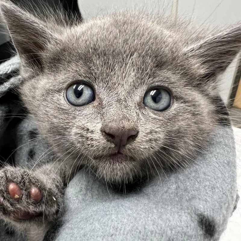 A baby small-sized male Gray / Blue / Silver Domestic Medium Hair cat named Rocks for adoption in Jacksonville, FL