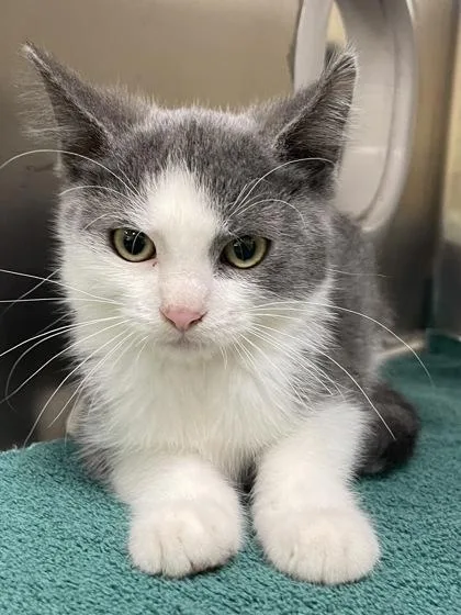 A baby small-sized male Domestic Short Hair cat named Constantly Irritated for adoption in Independence, MO