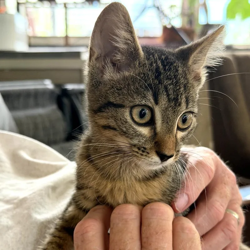 A baby small-sized female Brown / Chocolate Domestic Short Hair cat named Abby for adoption in Melrose, FL