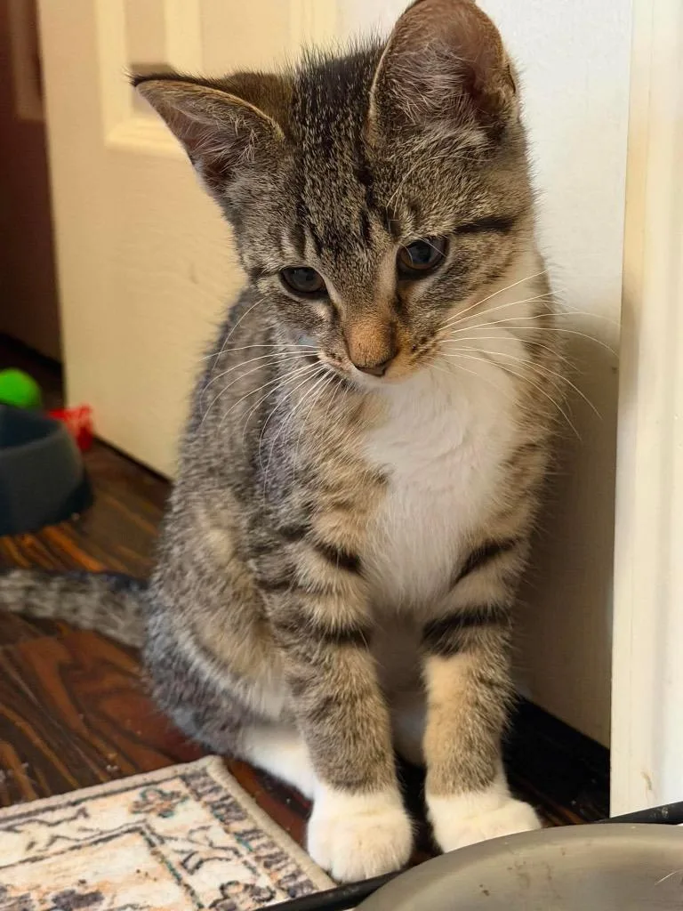 A baby small-sized female Domestic Short Hair cat named Mittins for adoption in Fond Du Lac, WI
