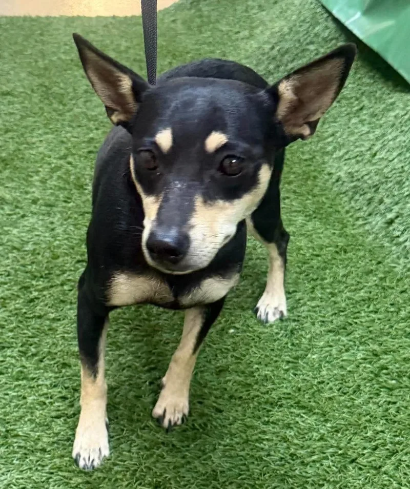 An adult small-sized male Terrier dog named Twix for adoption in Lemoore, CA