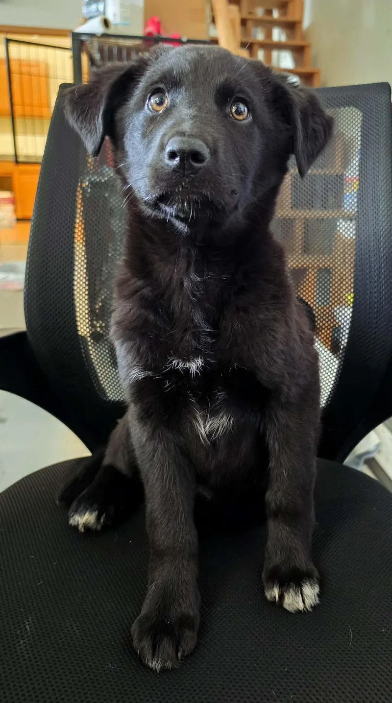 A baby large-sized female Labrador Retriever dog named Ember for adoption in Anchorage, AK