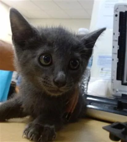 A baby small-sized female Domestic Short Hair cat named George for adoption in Miami, FL