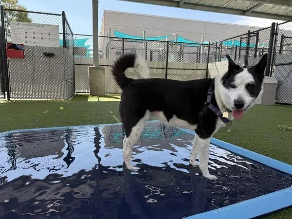 An adult large-sized female Shepherd dog named Tipperary for adoption in San Diego, CA