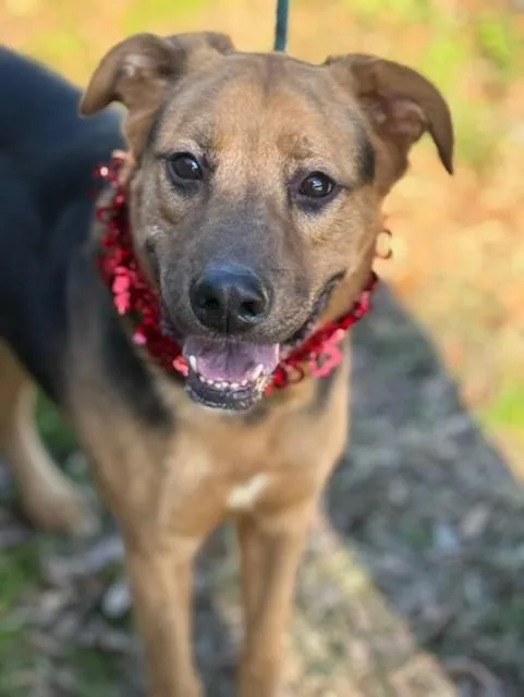 An adult large-sized male Apricot / Beige German Shepherd Dog dog named Roscoe for adoption in Houston, TX