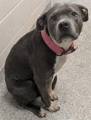 A young medium-sized female Pit Bull Terrier dog named Girlie for adoption in Akron, OH