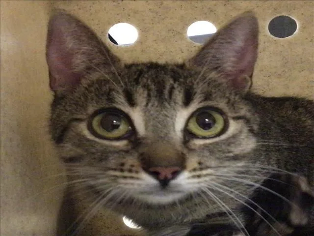 An adult small-sized female Domestic Short Hair cat named Tulip for adoption in Riverside, CA