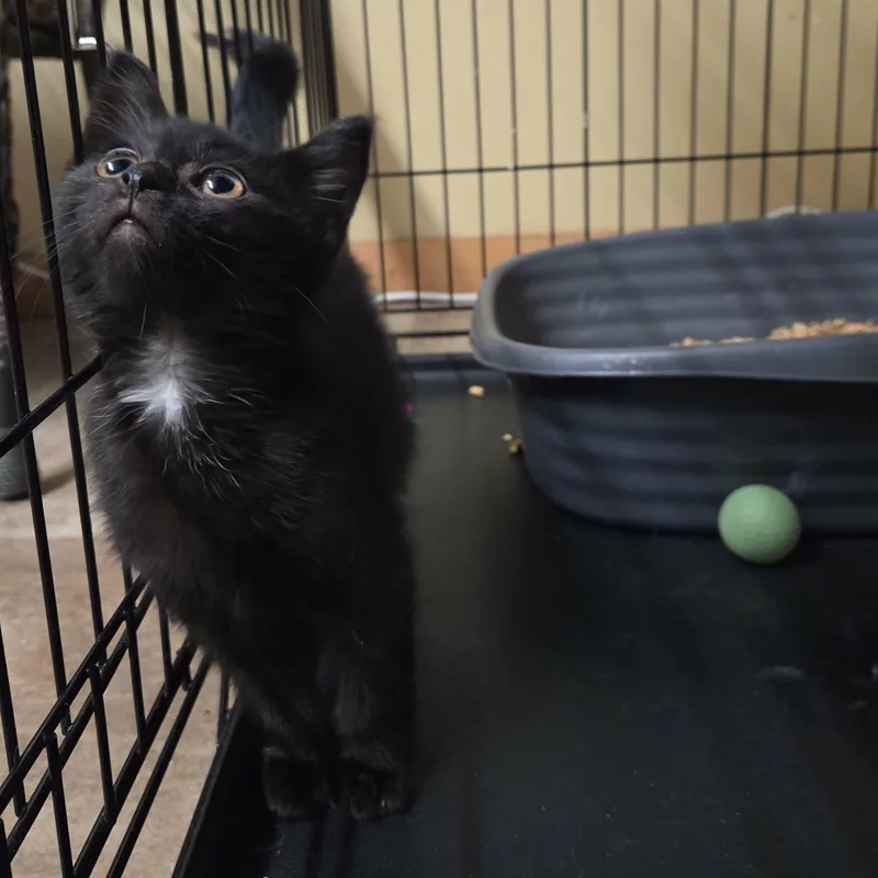A young medium-sized male Domestic Medium Hair cat named Merlin for adoption in Lancaster, KY