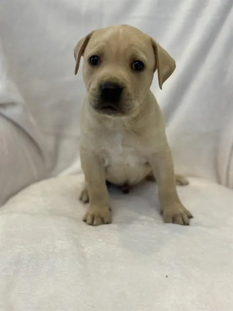 A baby large-sized male Pit Bull Terrier dog named M N' M for adoption in Forney, TX