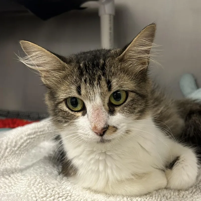 An adult medium-sized female Brown / Chocolate Domestic Long Hair cat named Jackee for adoption in West Palm Beach, FL