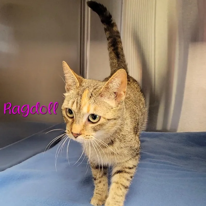 Ragdoll