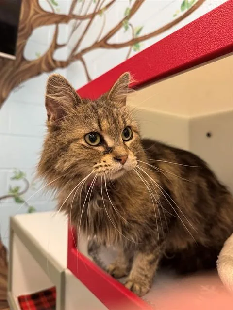 An adult small-sized female Domestic Long Hair cat named Bitz for adoption in Peoria, IL
