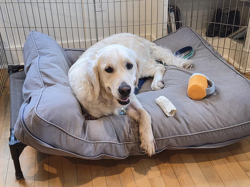 An adult medium-sized female Golden Retriever dog named Lulu  in Vermont for adoption in Waitsfield, VT