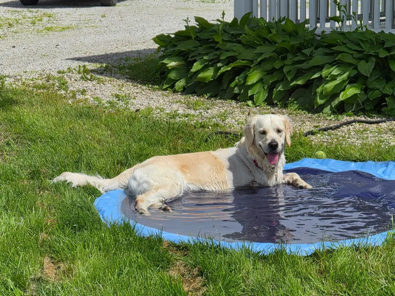 Lulu  in Vermont thumbnail 4