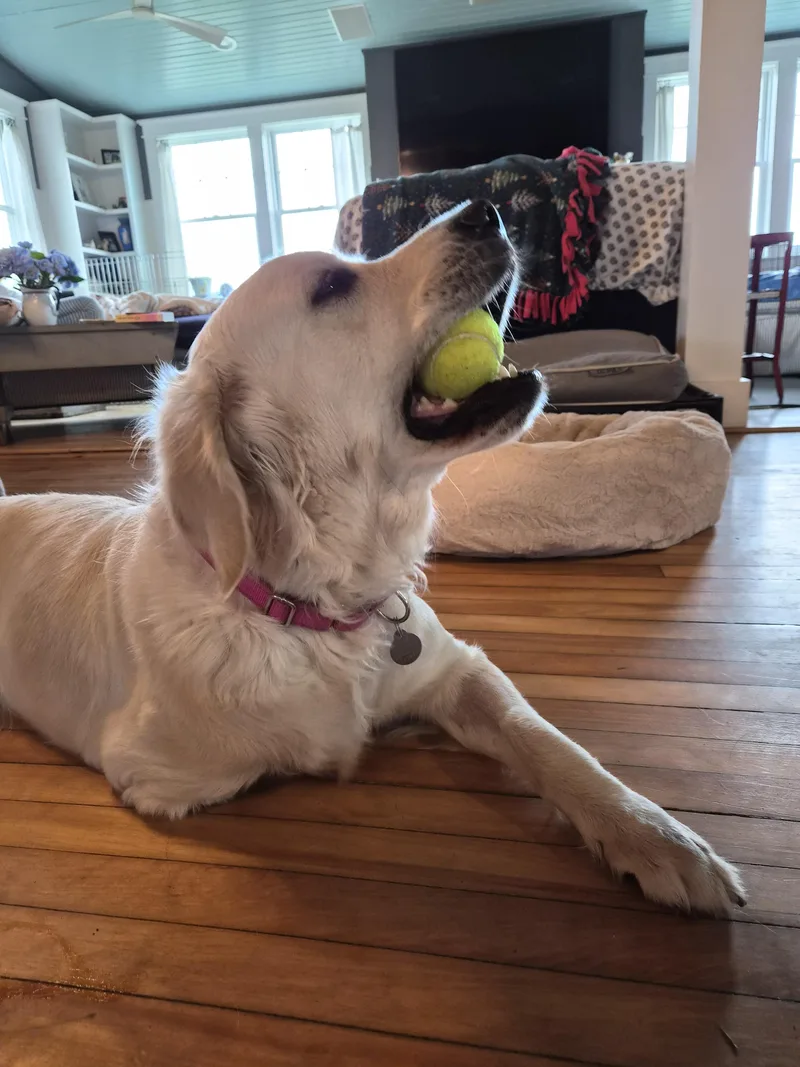 Lulu  in Vermont thumbnail 5