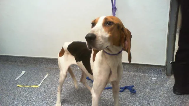 A young medium-sized female Treeing Walker Coonhound dog named Ellie for adoption in Charlotte, NC