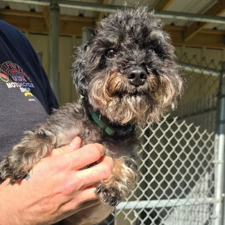 An adult small-sized male Black Yorkshire Terrier dog named Jasper for adoption in New Orleans, LA