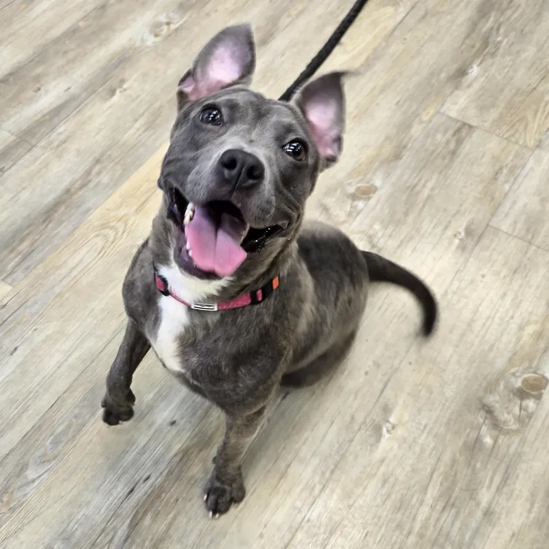 A young medium-sized female Gray / Blue / Silver American Bully dog named Betty for adoption in Benbrook, TX