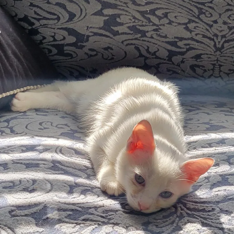 A baby small-sized male White Domestic Short Hair cat named Clint B for adoption in Marietta, GA