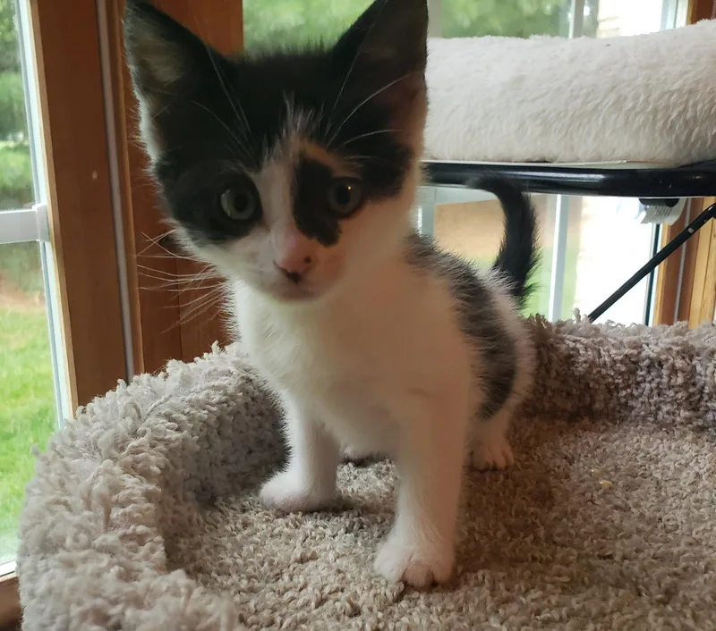 A baby medium-sized female Black & White / Tuxedo Domestic Medium Hair cat named Shiner for adoption in Cuyahoga Falls, OH