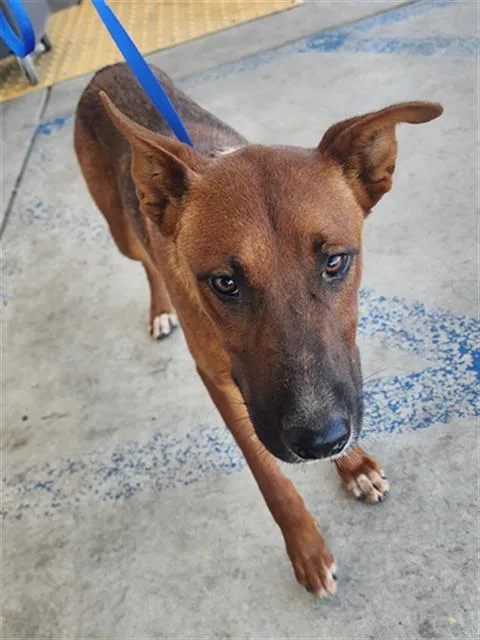 A young medium-sized male Australian Kelpie dog named Lucas for adoption in Bakersfield, CA