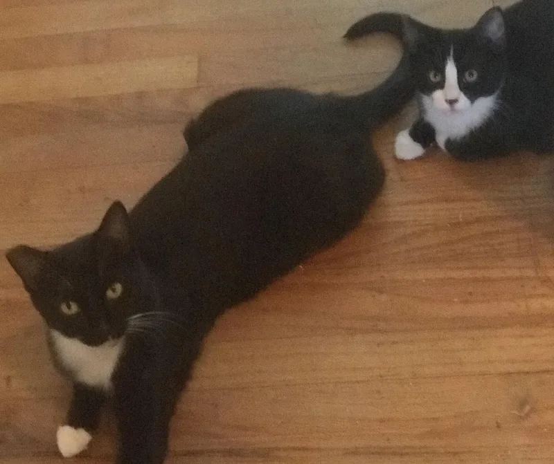 A baby medium-sized female Black & White / Tuxedo Tuxedo cat named Mama Junipurr & Bearie for adoption in North Highlands, CA