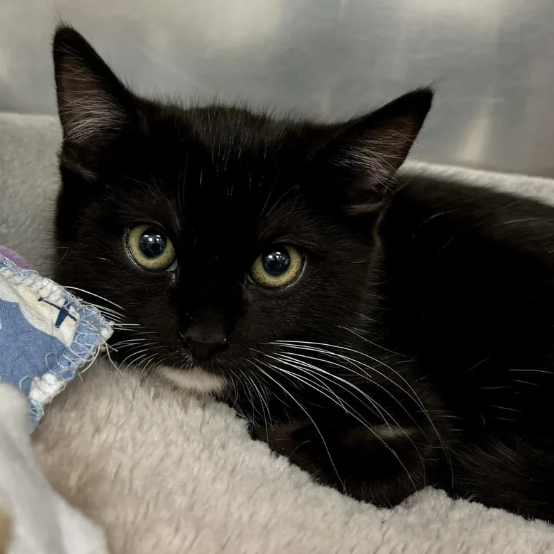 An adult large-sized female Black Domestic Short Hair cat named Babka for adoption in Westhampton, NY