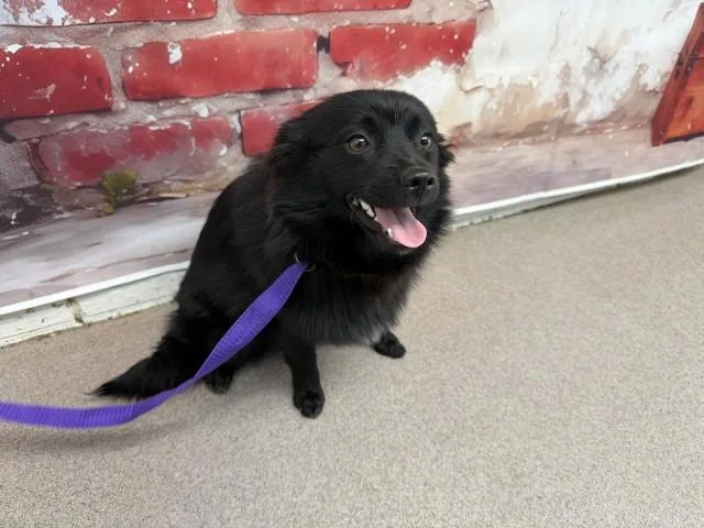 A young small-sized female Pomeranian dog named Bindi for adoption in San Bernardino, CA