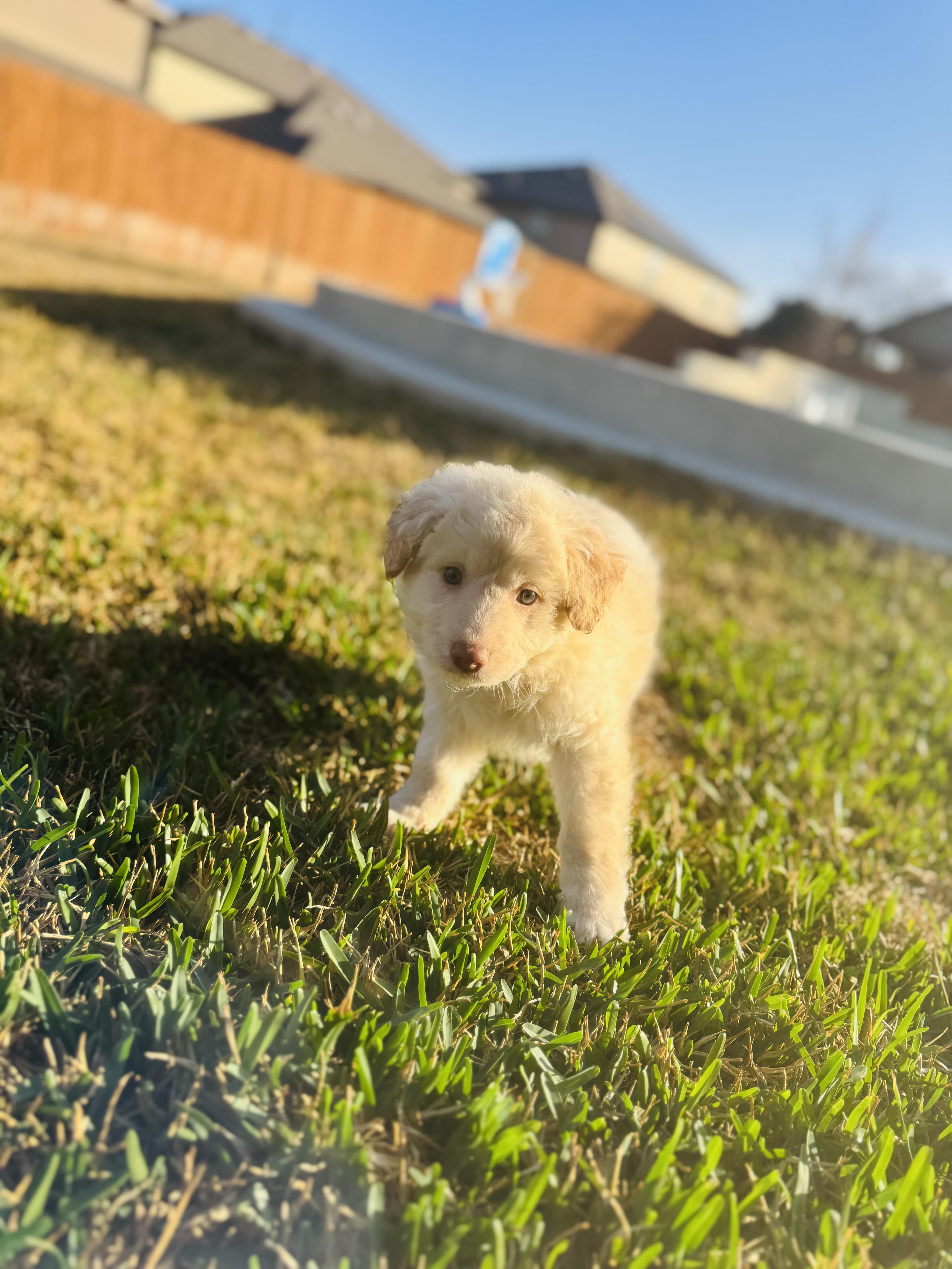 Polar Bear thumbnail 2