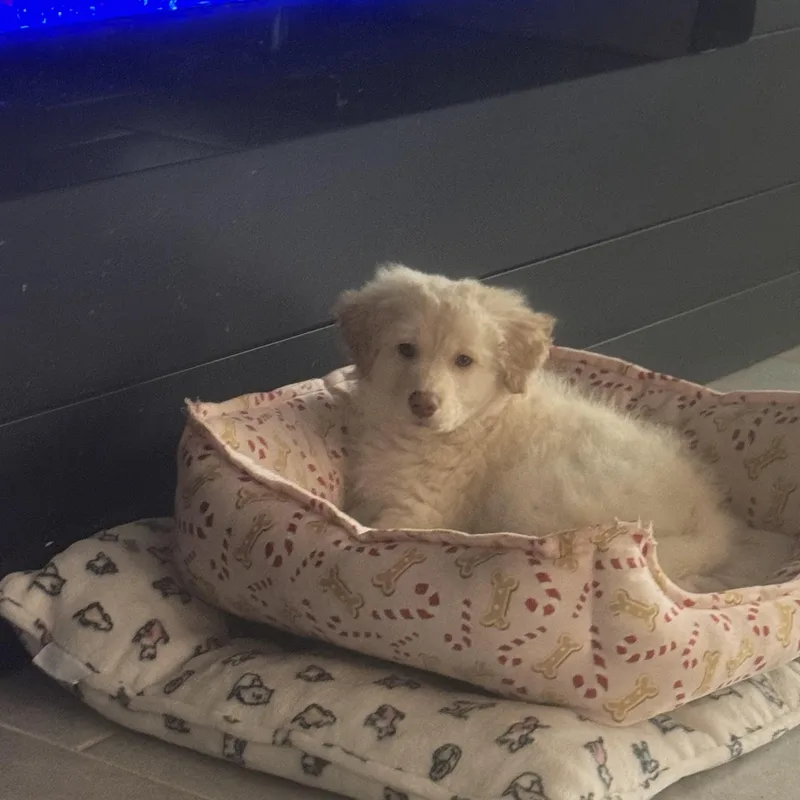 Polar Bear thumbnail 3