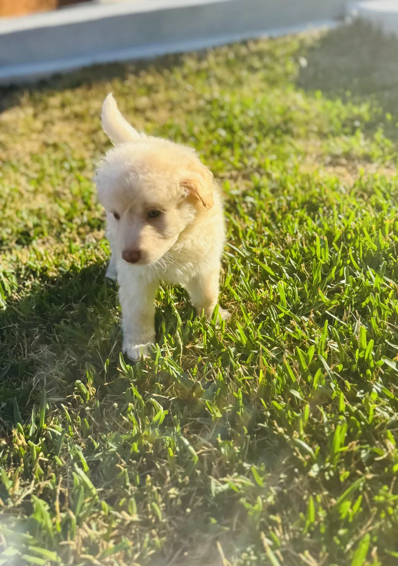 Polar Bear thumbnail 5