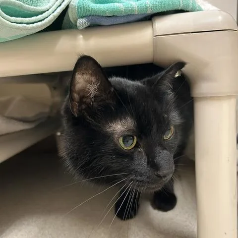 A senior medium-sized male Black Domestic Short Hair cat named Winter for adoption in Springfield, MA