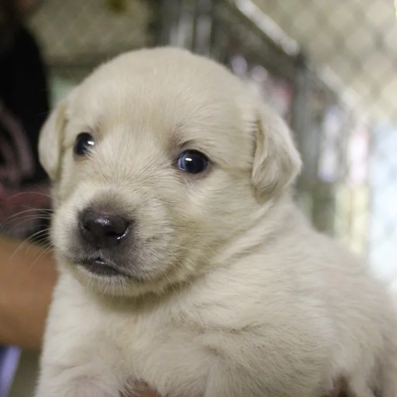 A baby small-sized female White / Cream Mixed Breed dog named Marshmallow for adoption in Valley, AL