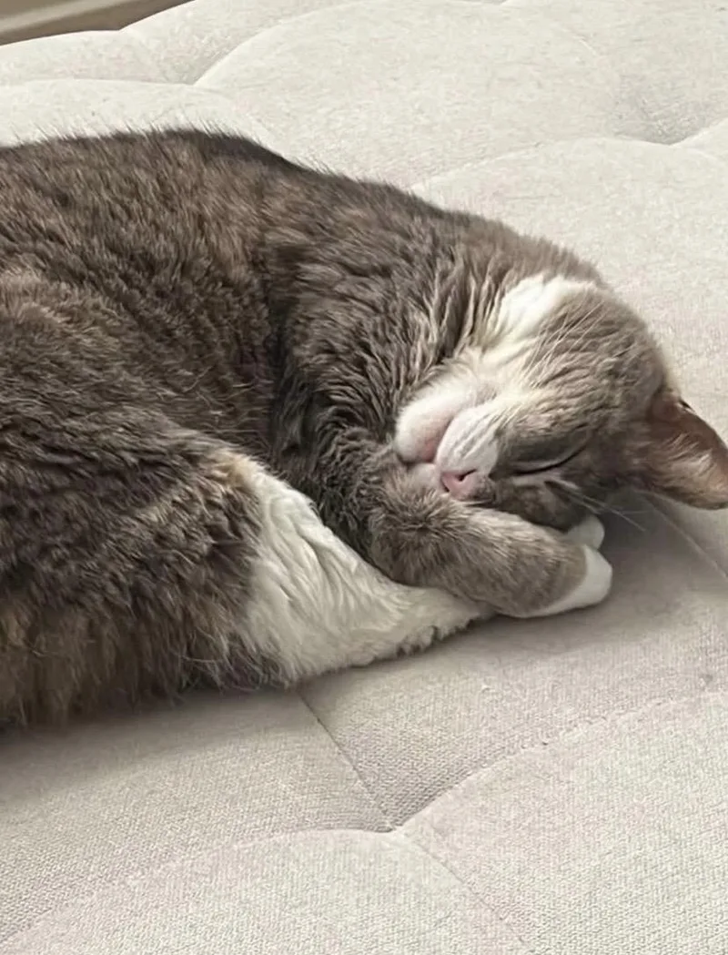 A young medium-sized female American Shorthair cat named Easy for adoption in Philadelphia, PA