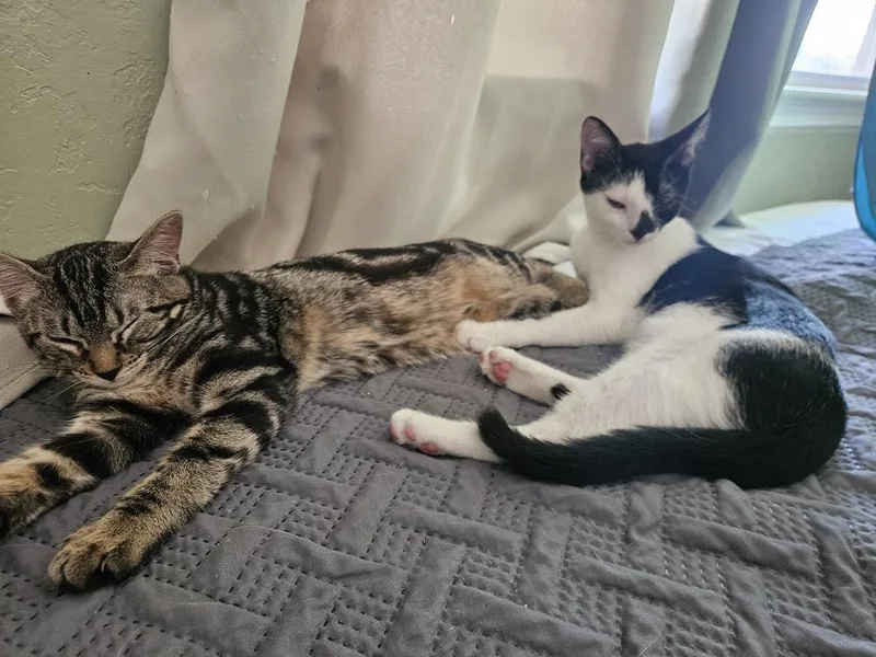 CLJ Hazelnut and Cashew thumbnail 4