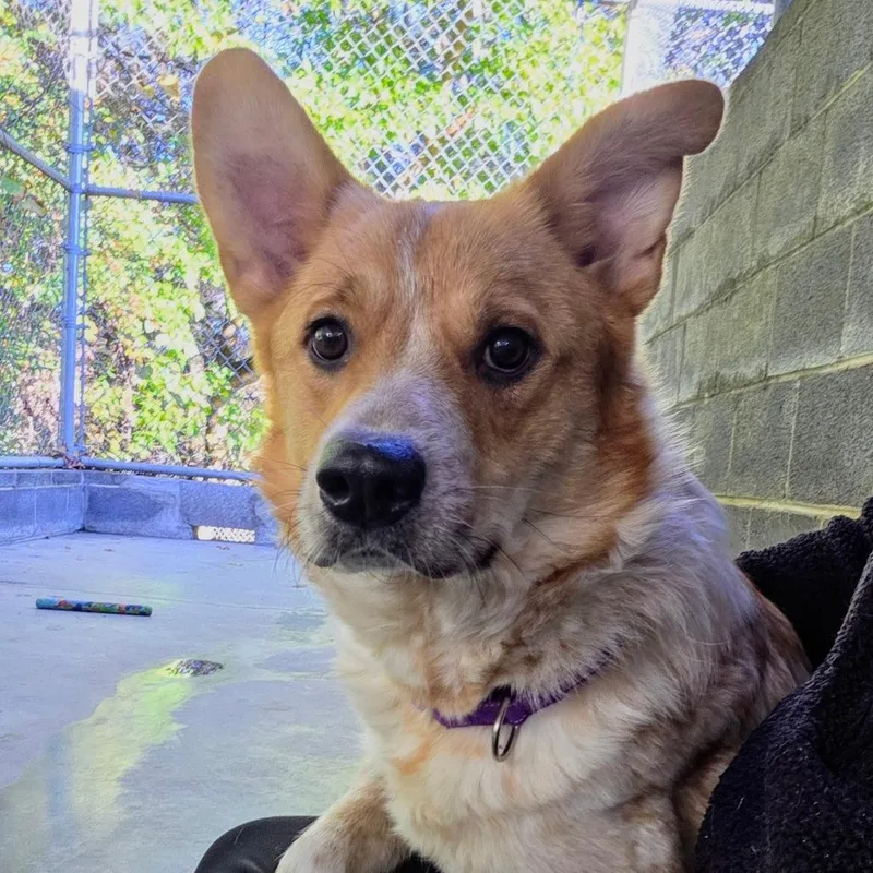 An adult medium-sized female Cattle Dog dog named Maggie for adoption in Newport, TN
