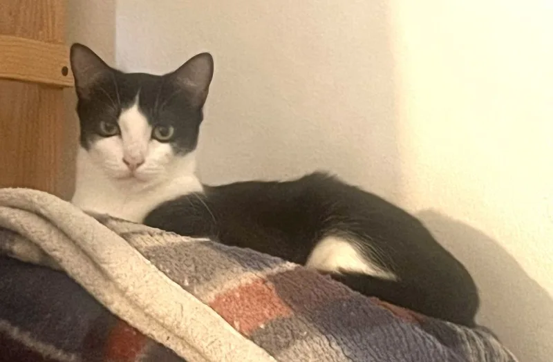 Songbird thumbnail 2