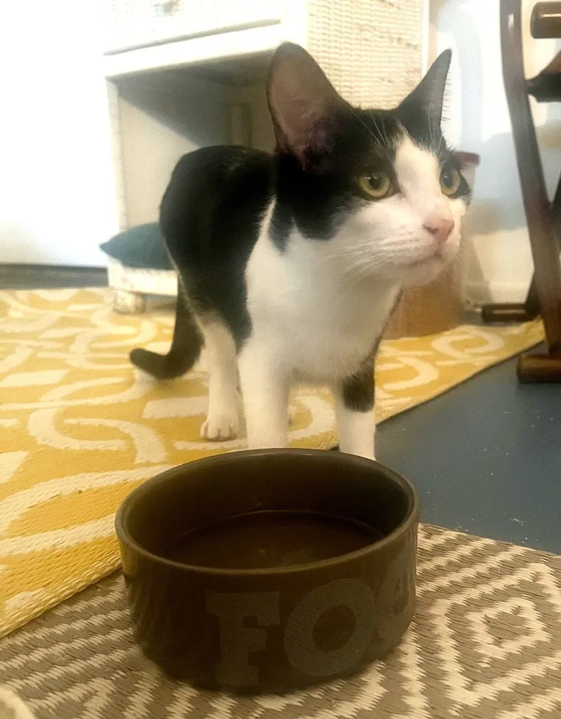 Songbird thumbnail 3