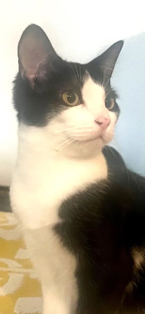 Songbird thumbnail 4