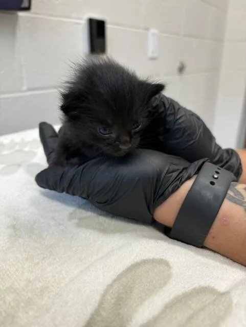 A young medium-sized male Black Domestic Short Hair cat named Fang for adoption in Providence Forge, VA