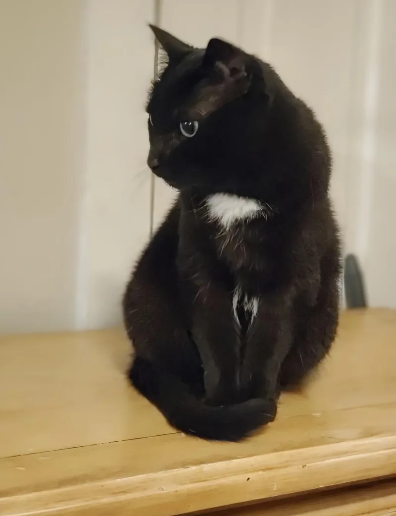 Bagheera  Urgent! Needs thumbnail 2