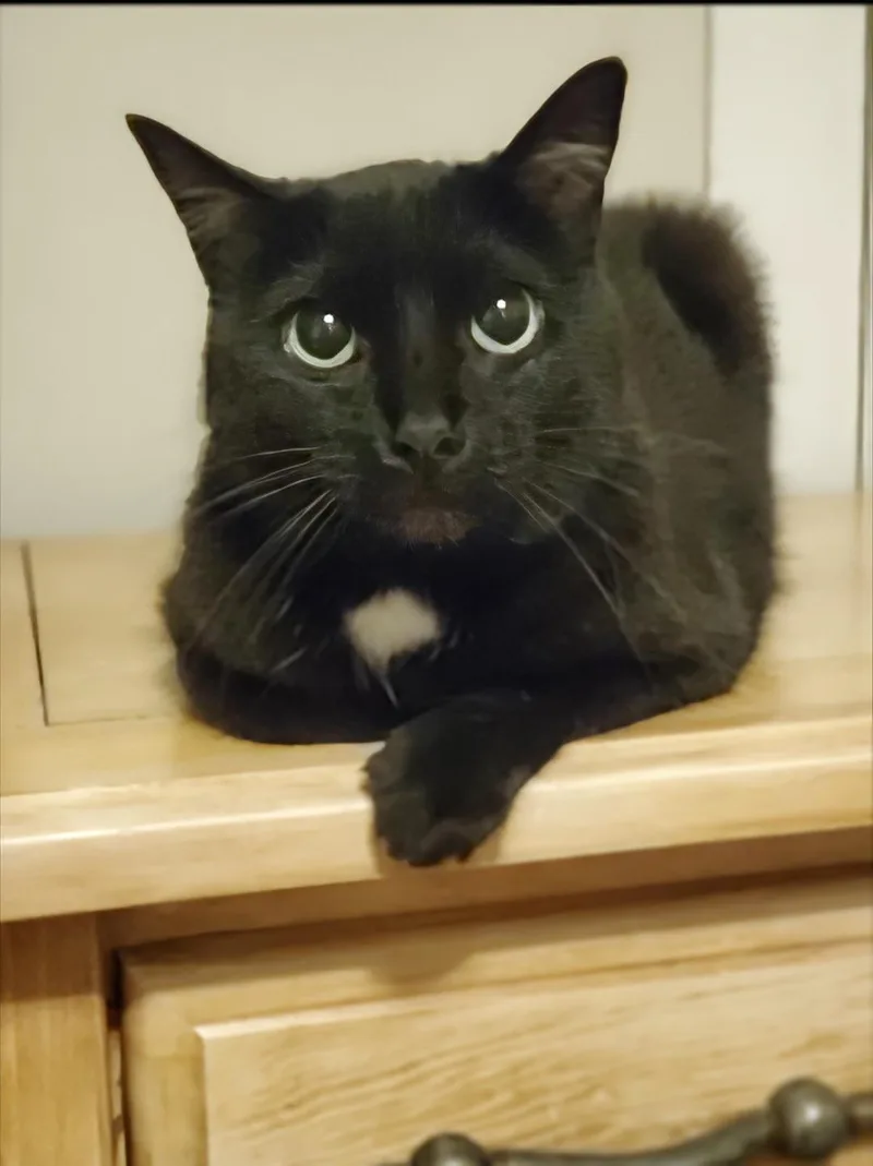 Bagheera  Urgent! Needs thumbnail 3